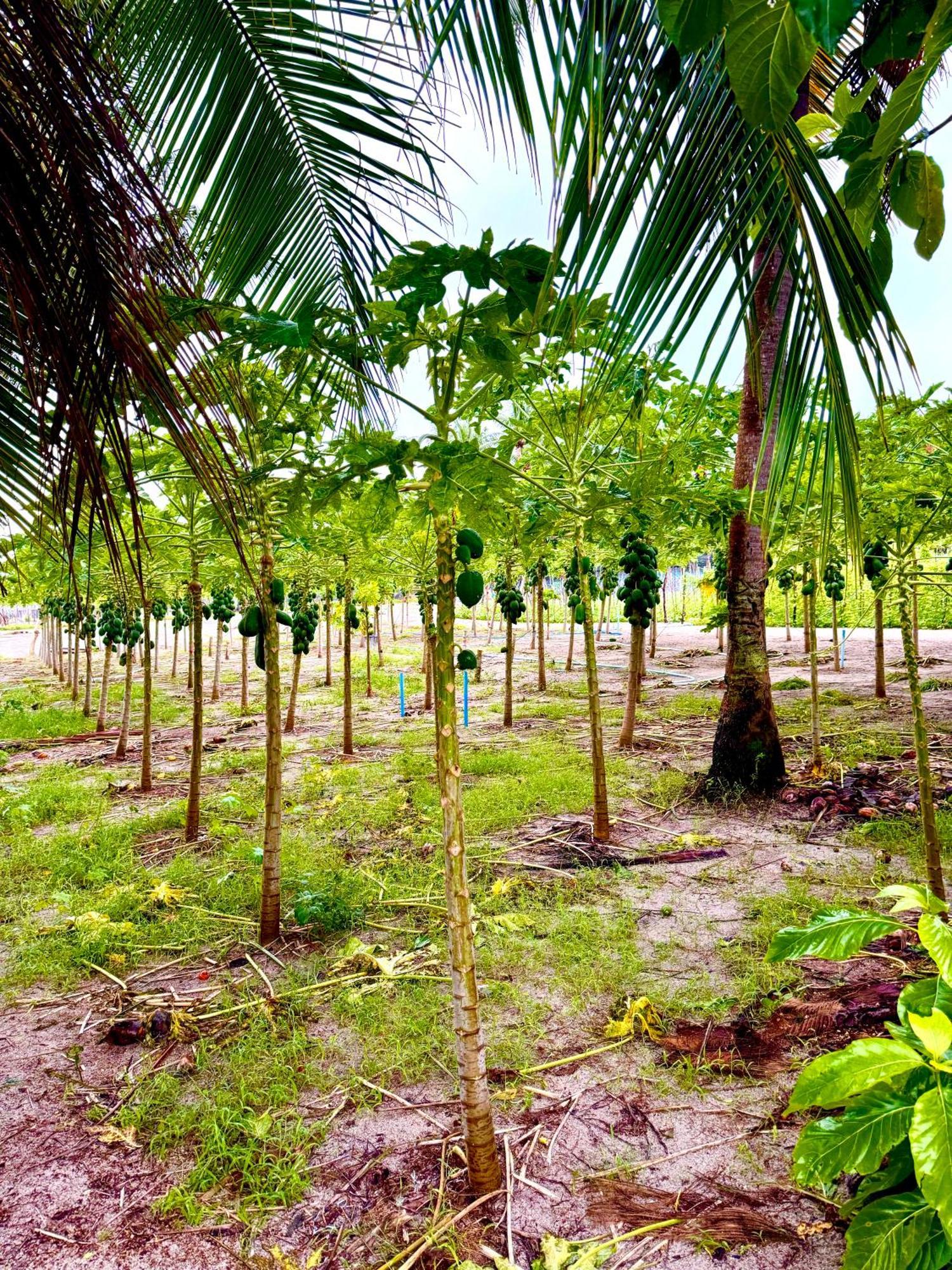 Sands Garden Hotel Thoddoo-Atoll Exterior foto